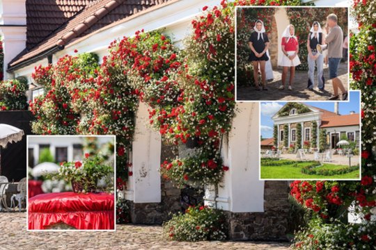 Reabilituoja „senmergių gėles“: pelargonijos vėl užkariauja žmonių širdis