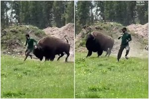 „Jeloustauno idiotai“: vaizdo įraše užfiksavo, kaip bizonas vejasi turistą