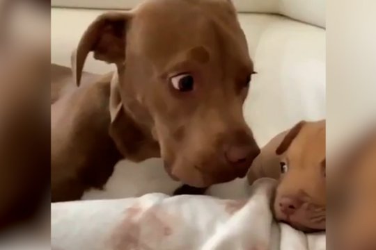 Naujas draugas šuniui sukėlė šoką: štai kas išduoda tokią emociją