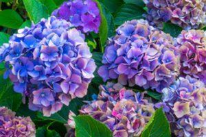 Gėlininkas atskleidė slaptą būdą, kaip auginti hortenzijas: krūmai bus dideli, o žiedų – gausybė