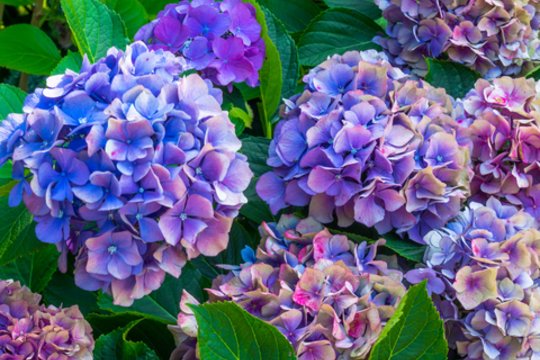 Gėlininkas atskleidė slaptą būdą, kaip auginti hortenzijas: krūmai bus dideli, o žiedų – gausybė