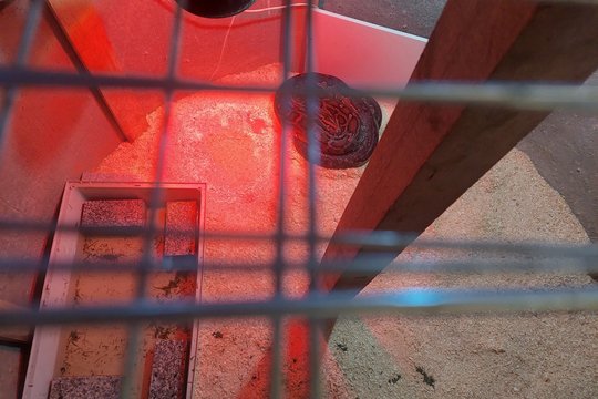 Apstulbo, ką per kratą aptiko Vilniaus r. gyventojo namuose: po grindimis slėpėsi pitonas