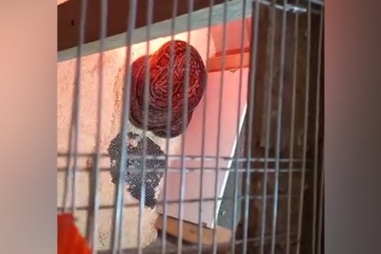 Policininkus šokiravo radinys Vilniaus rajone: kratos metu rastas 4 metrų pitonas