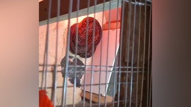 Policininkus šokiravo radinys Vilniaus rajone: kratos metu rastas 4 metrų pitonas