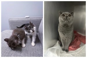 Kai smalsumas vos nepražudė katino: istorija iš „Begemoto“ veterinarijos klinikos