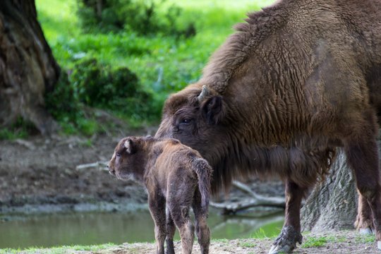 Liūdnai pasibaigusi istorija: iš Kėdainių miško „išgelbėję“ stumbriuką pasmerkė jį žūčiai