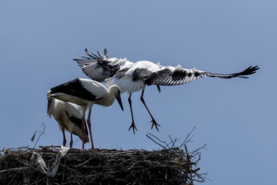 Minima gandrų išskridimo diena: ką apie šiuos paukščius rodo naujausi tyrimai?