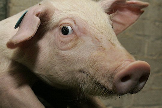 Siūloma uždrausti paršelių kastravimą be nuskausminamųjų