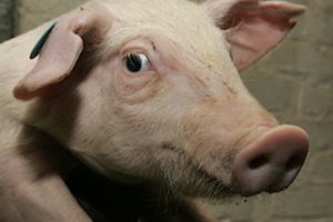 Siūloma uždrausti paršelių kastravimą be nuskausminamųjų