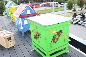 Bitininkystė Vilniuje populiarėja: medų kopinėti mokosi ir darželinukai