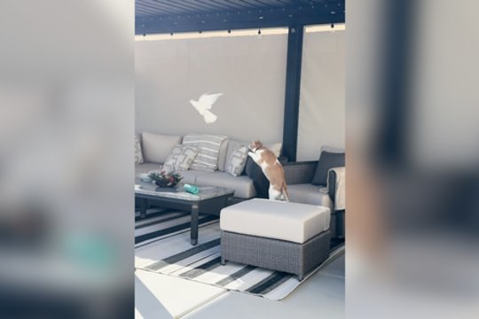 Paukštelis vos per plauką neįkliuvo į katino nasrus: nustebins sugebėjimai