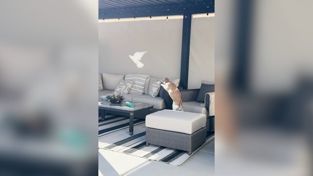 Paukštelis vos per plauką neįkliuvo į katino nasrus: nustebins sugebėjimai