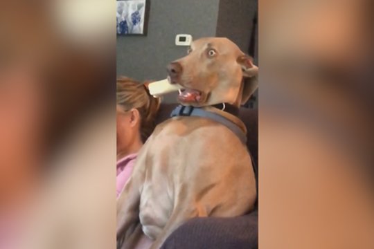 Šio šuns reakcija atspindi tikrą siaubą – pamatykite patys