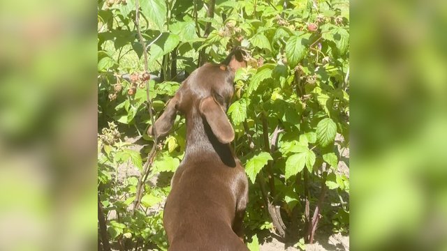 Iš sodo dingstančios avietės sukėlė klausimų šeimininkams: pavyko užfiksuoti kaltininką