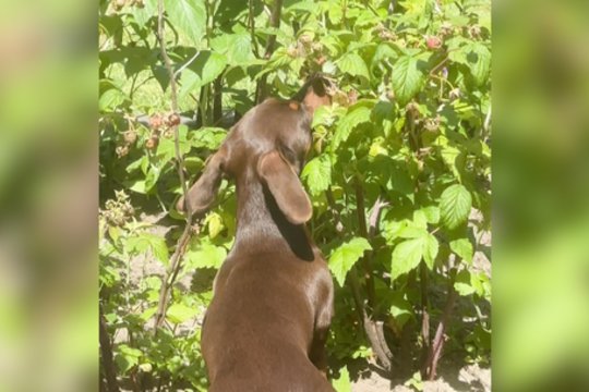 Iš sodo dingstančios avietės sukėlė klausimų šeimininkams: pavyko užfiksuoti kaltininką