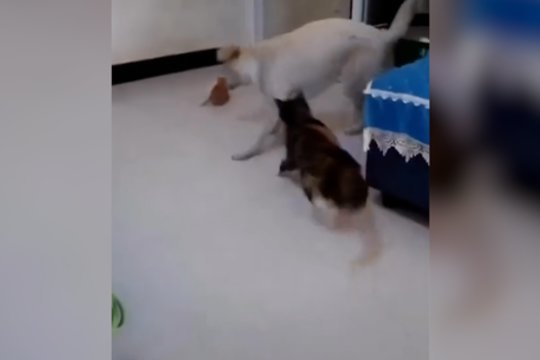 Lyg iš filmo – išdavystė, draugystė ir atsiprašymas: pamatykite šuns ir katės dramą