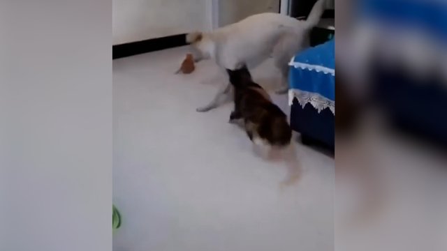 Lyg iš filmo – išdavystė, draugystė ir atsiprašymas: pamatykite šuns ir katės dramą