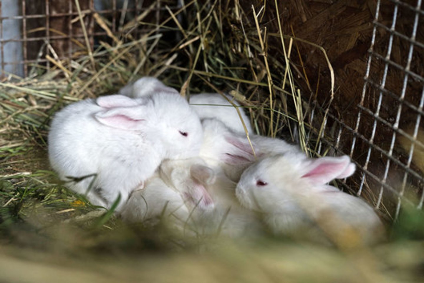 Violeta Athorn su britu vyru čia gyvena ir įvairiausius gyvūnus laiko jau dešimt metų, tik pernai ryžosi savo augintinius parodyti ir kitiems.<br> „Vakarų ekspreso“/ V. Jurevičienės nuotr.