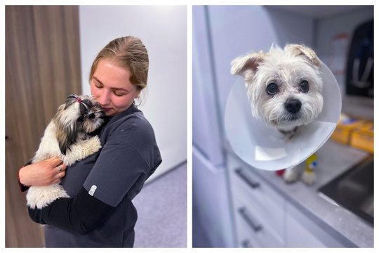 Kai oda virsta kančia: kaip atpažinti ir sustabdyti egzemą šunims