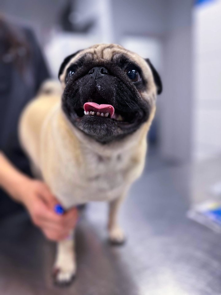 Rūpestingas šeimininkų dėmesys, tinkama priežiūra ir prevencija padės jūsų augintiniui išlikti sveikam ir energingam.