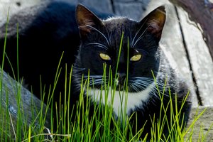 Katė „zuikiu“ nuvažiavo 60 km: traukinių stotyje ją pasitiko policija