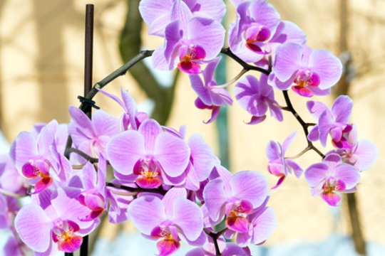 Esminiai požymiai, kad orchidėją reikia nedelsiant palaistyti: kitaip ji žus