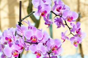 Esminiai požymiai, kad orchidėją reikia nedelsiant palaistyti: kitaip ji žus