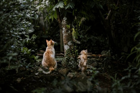 Atokioje saloje – biologinis stebuklas: užteko „deportuoti“ visas kates