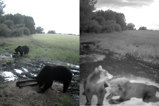 Neįtikėtina – Lietuvoje vienoje vietoje užfiksavo dvi meškas: „Tikra gamtos sensacija“