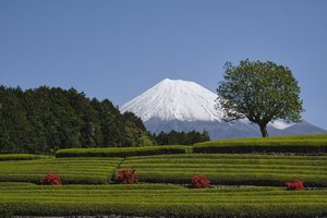 Rekordinis pasiekimas: 102 metų vyriškis įkopė į aukščiausią Japonijos kalną
