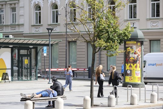 Vėl merdi prospekto liepos: medžius mėgins gaivinti, bet istorija rodo – viltys menkos