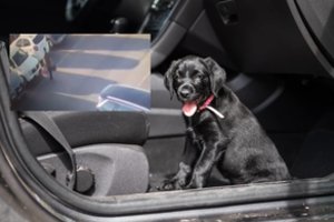 Su šuniuku į lėktuvą neįleistas vyras paliko jį automobilių aikštelėje: viską užfiksavo kameros