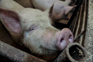 Kiaulių asociacijos vadovas nepritaria draudimui kastruoti paršelius be nuskausminamųjų