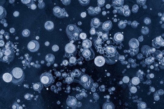 Po 100 000 metų, praleistų lede – vis dar gyvi: kaip tai įmanoma?