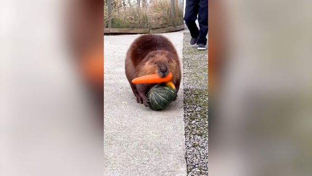 Šiam bebrui maisto atsargų tikrai netrūks: apsirūpino rudens gėrybėmis