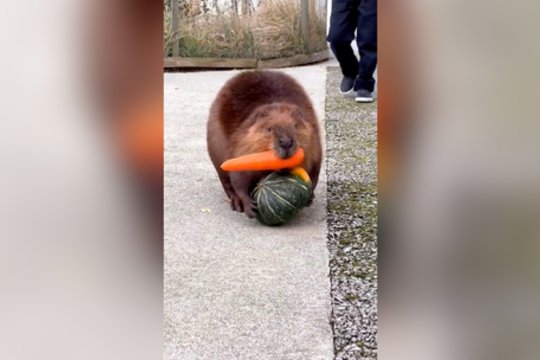 Šiam bebrui maisto atsargų tikrai netrūks: apsirūpino rudens gėrybėmis