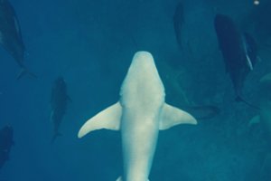 Maldyvuose atšaukiamas dešimtmečius galiojęs draudimas žvejoti ryklius