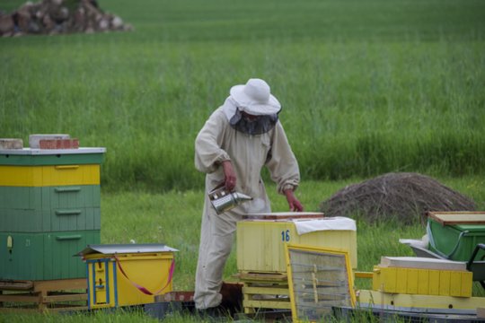 Bitininkai turėtų paskubėti: nuo rugsėjo 1 d. jiems skiriama parama, numatyta išdalinti 750 tūkst. eurų