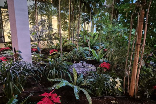 Vieta, kur žiema virsta vasara: užburiančios atogrąžos pačioje Lietuvoje