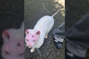 Sukrečiančiai baisios būklės katino nuotrauka pašiurpino žmones: Ukmergės gyvūnų globėjai turi didelį prašymą