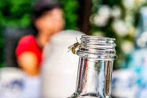 Erkės, dėlės, širšės ir gyvatės – pavojai gamtoje, galintys sugadinti poilsį: atskleidė, kokių veiksmų reikia nedelsiant imtis
