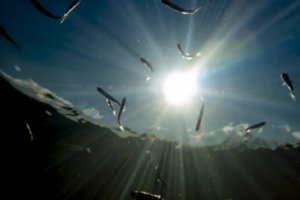 Neeilinė situacija akvakultūroje – gamyba auga, o kainos – krenta