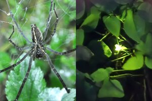 Neįtikėtina strategija: vorai medžioklei pasitelkia jonvabalius