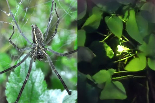 Neįtikėtina strategija: vorai medžioklei pasitelkia jonvabalius