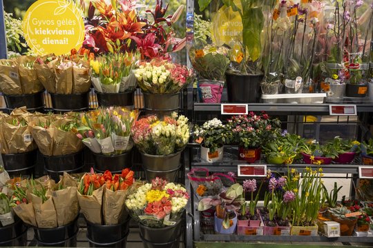 Rugsėjo 1-osios gėlėms „Lidl“ išleisite mažiau: asortimento gausa nustebins, o kardelių puokštė nekainuos nei euro