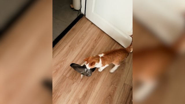 Šis katinas draugauti nenusiteikęs: nelauktą svečią ištempė už pakarpos