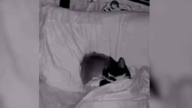 Pakliuvus į tokius spąstus – išsigelbėjimas menkas: katinui beliko tik susitaikyti su realybe