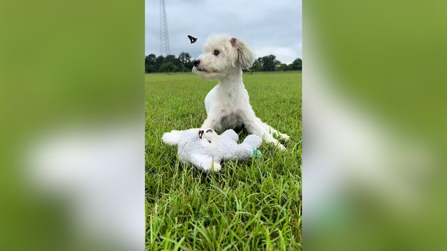 Užfiksavo šuns ir drugelio žaidimą: taip gerai sutaria ne kiekvienas