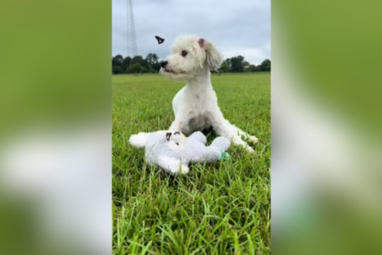 Užfiksavo šuns ir drugelio žaidimą: taip gerai sutaria ne kiekvienas