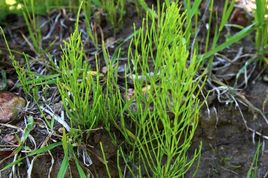 Kone aršiausias daržo priešas – asiūklis: atrado būdą, kaip jų atsikratyti visiems laikams